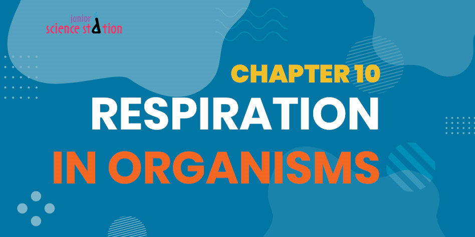 Chapter 10 - Respiration in Organisms