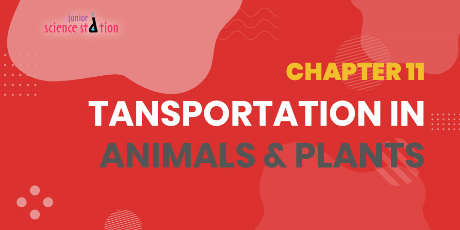 Chapter 11 - Tansportation in Animals & Plants