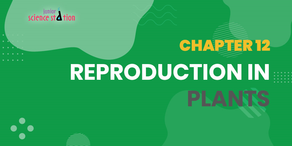 Chapter 12 - Reproduction in Plants