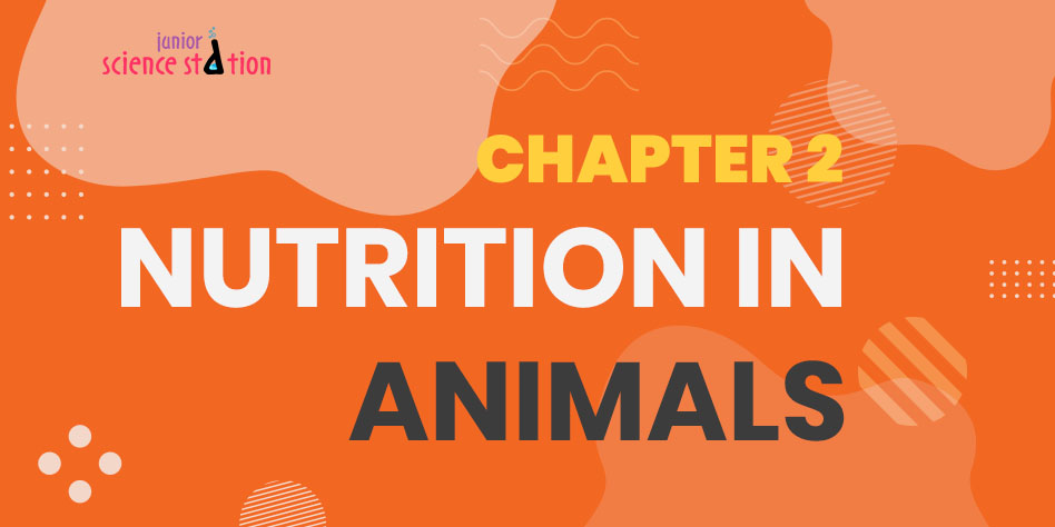 Chapter 2 - Nutrition in Animals