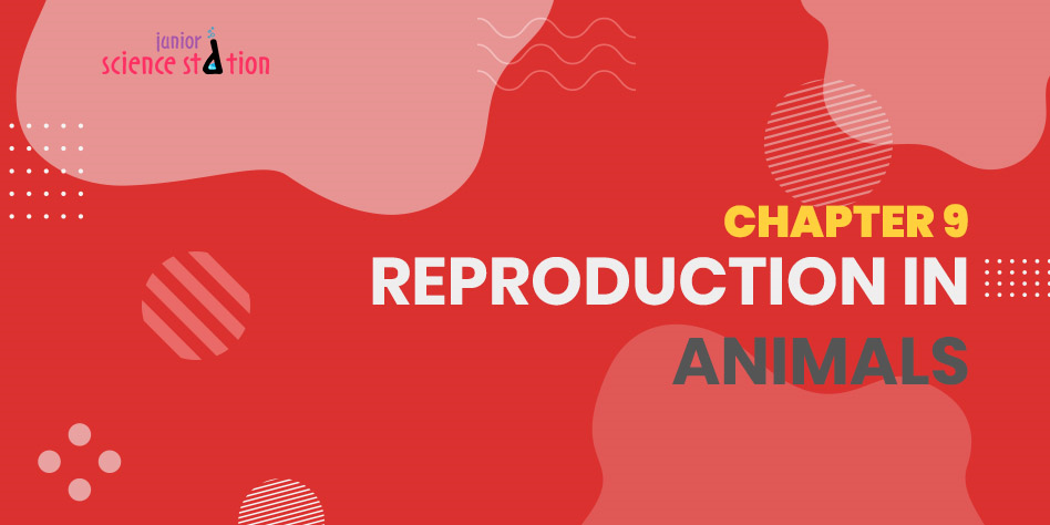 Chapter 9 - Reproduction in Animals